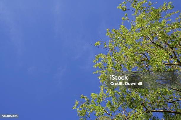 Looking Up At The Tree Above Stock Photo - Download Image Now - Above, Backgrounds, Beginnings