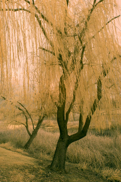 istock Infrared willows at Lema Ranch, Redding, California 903851254