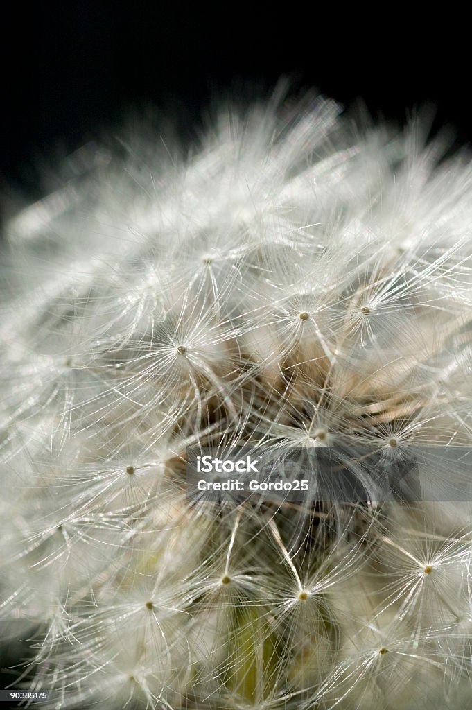 Macro Seme di dente di leone - Foto stock royalty-free di Aggressione