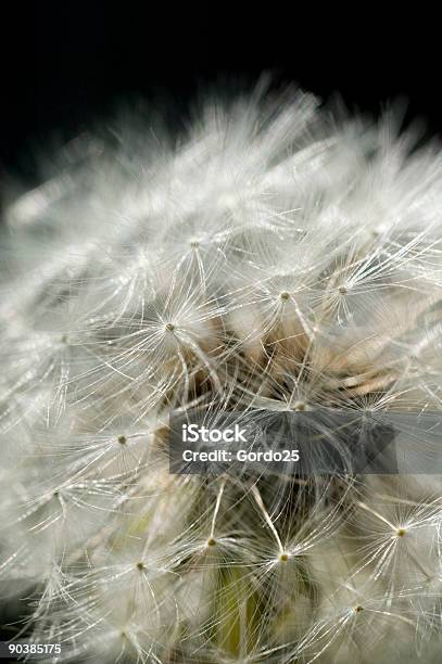 Macro Seme Di Dente Di Leone - Fotografie stock e altre immagini di Aggressione - Aggressione, Animale nocivo, Astratto