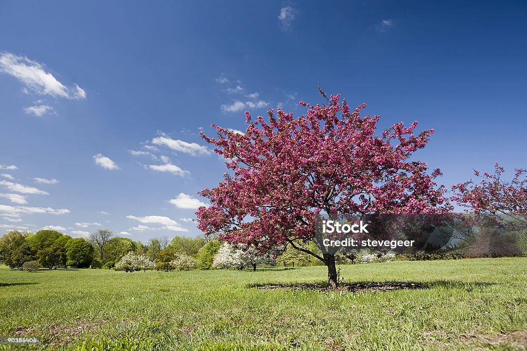 Blühenden Pink Tree - Lizenzfrei Illinois Stock-Foto