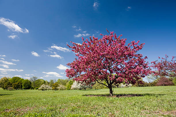 cornejo pink tree - lisle fotografías e imágenes de stock