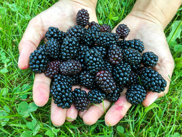 istock Hands holding black raspberries on the green grass 903854538