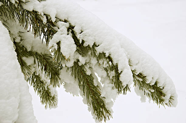 istock branch of a pine-tree under snow 90385488