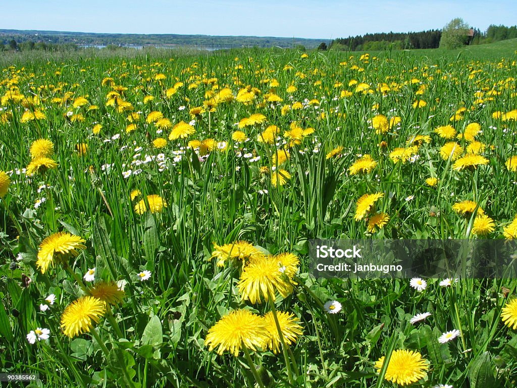 Flores - Foto de stock de Agricultura libre de derechos