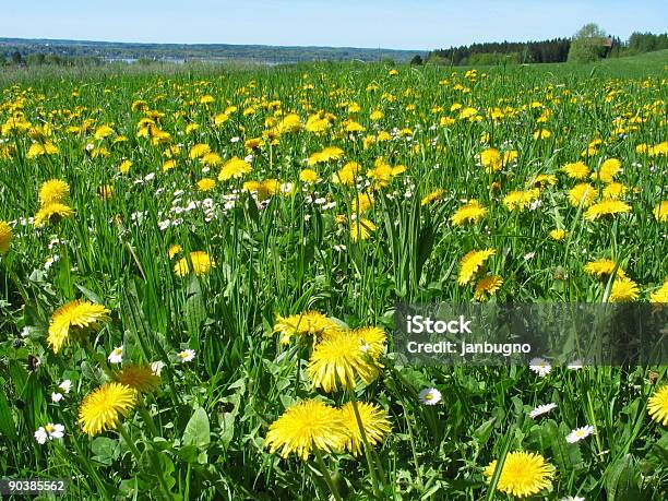 Flores Foto de stock y más banco de imágenes de Agricultura - Agricultura, Aire libre, Alegría