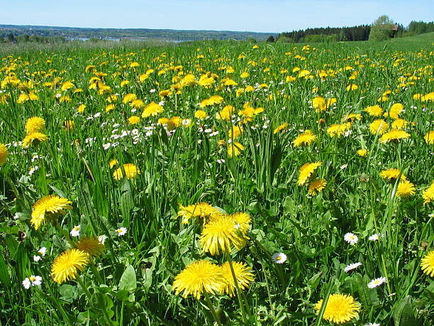 fiori - foto stock