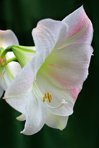 Flor de primavera - foto de acervo