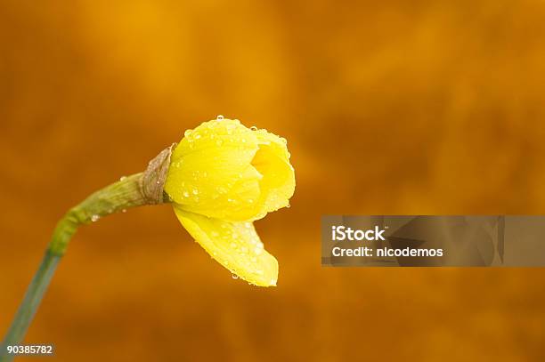 Little Daffodils Stock Photo - Download Image Now - Beauty, Blossom, Bright
