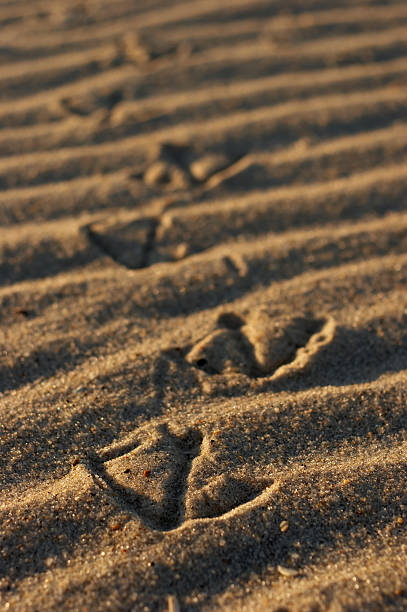 rizado pie - sand footprint track following fotografías e imágenes de stock