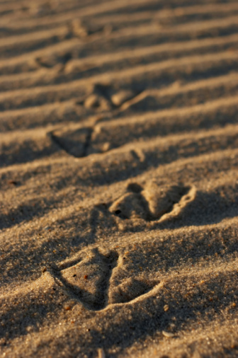 Footprints of the bare feet of a solo morning stroller leading the eye towards the majestic Table Mountain, Cape Town, South Africa.