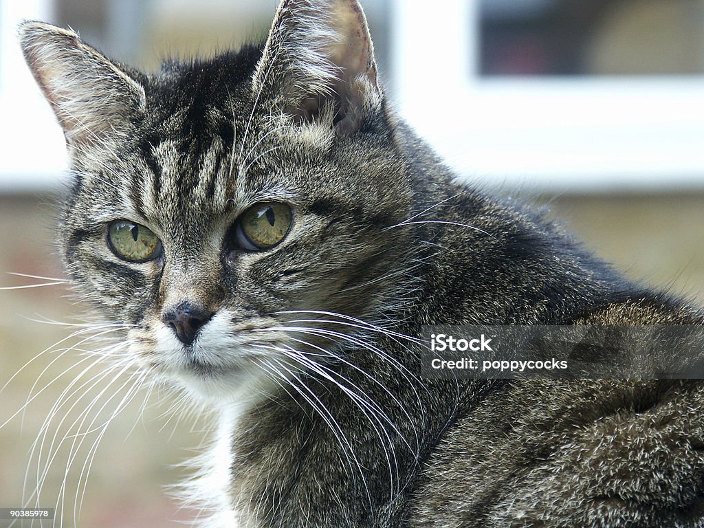 Cat  Color Image Stock Photo