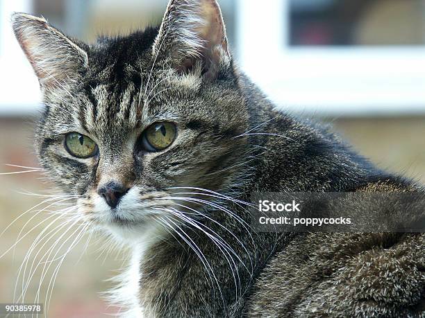 Cat Stock Photo - Download Image Now - Color Image, Concentration, Curiosity