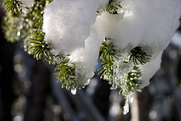 Primavera Thaw - foto de acervo