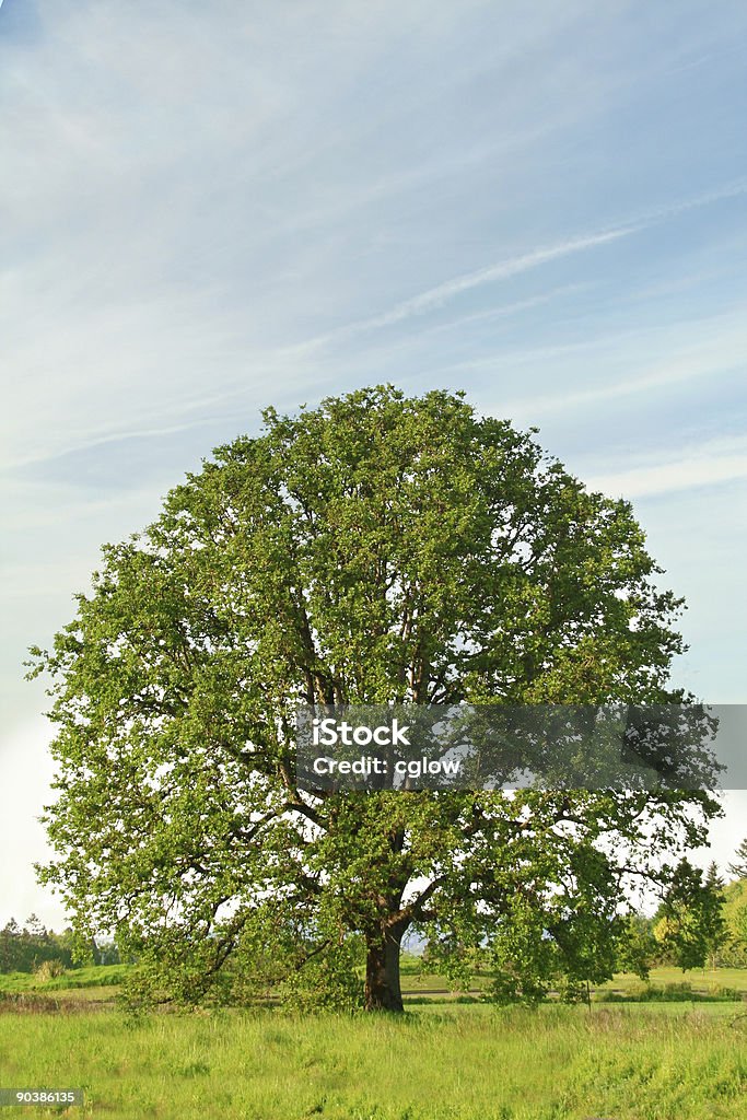 big lonely tree - Foto de stock de Aire libre libre de derechos