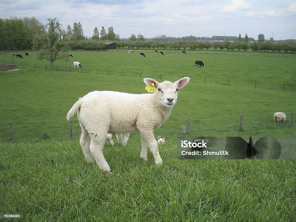 Lamb  Agricultural Field Stock Photo