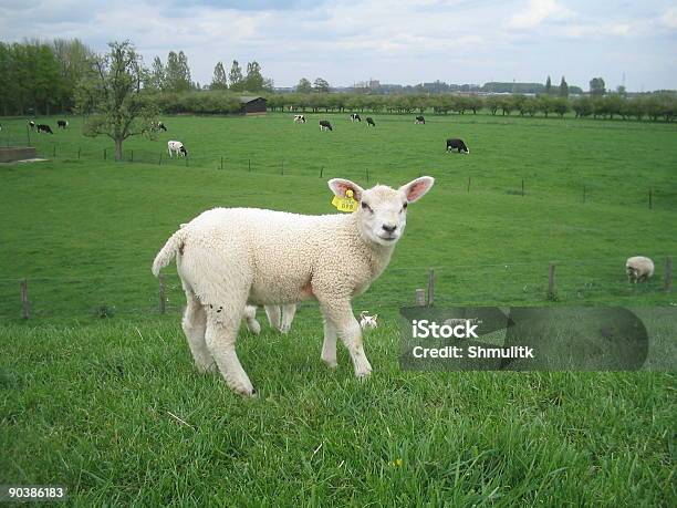 Lamb Stock Photo - Download Image Now - Agricultural Field, Animal, Color Image