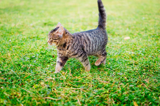 istock The cat walks in the fresh air 903862208