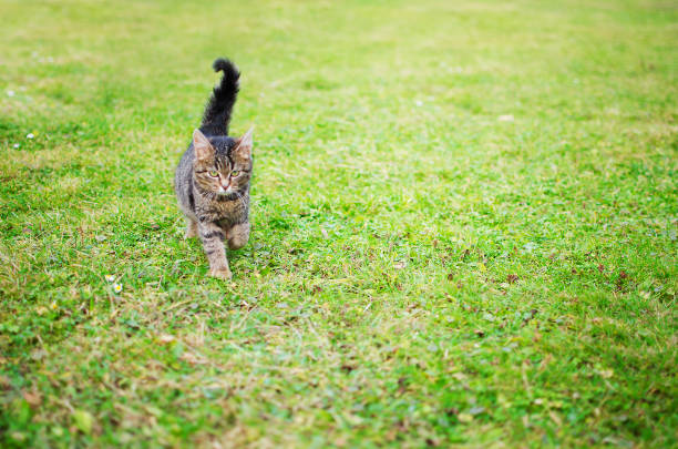 istock The cat walks in the fresh air 903862262