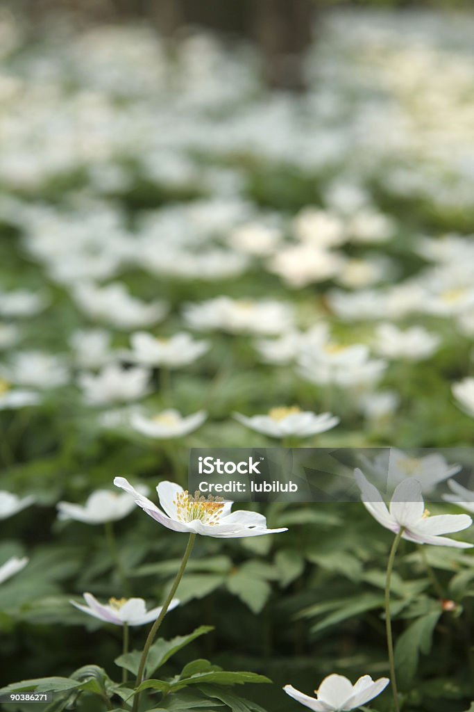 Anemone fiori di Anemone (nemorosa - Foto stock royalty-free di Anemone