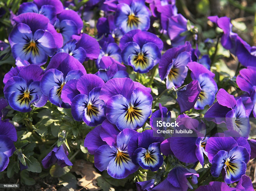 Cara de hermosa púrpura, azul y amarillo flores de pensamiento - Foto de stock de Violeta - Flor libre de derechos