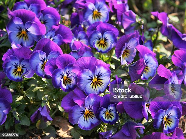 Twarze Pięknych Fioletowy Niebieski I Żółty Bratek Kwiaty - zdjęcia stockowe i więcej obrazów Fiołek - kwiat