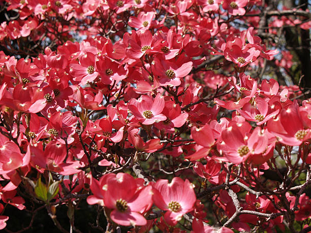 pink dogwood blossom – Foto