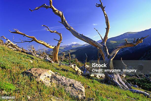 Mountainside Verwittertenlandschaft Stockfoto und mehr Bilder von Alm - Alm, Arapaho-Nationalforst, Baum