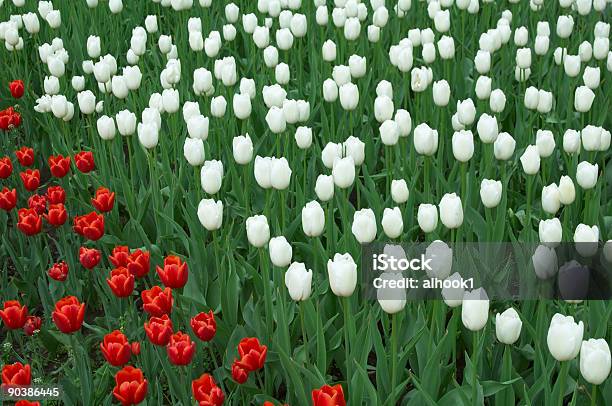 Foto de Branco E Vermelho Tulipas e mais fotos de stock de Alto contraste - Alto contraste, Botão - Estágio de flora, Branco