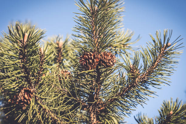 istock Japanese pine branch with cones close-up 903865110