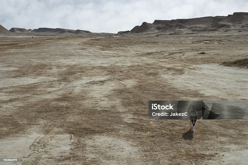 Cane in esecuzione nel deserto - Foto stock royalty-free di Deserto