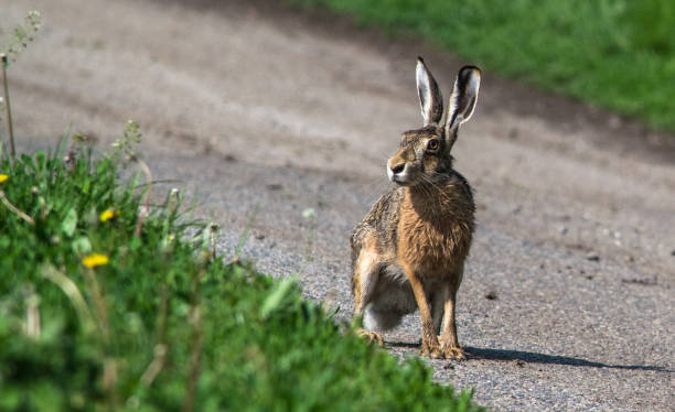 istock European hare on the road 903866698
