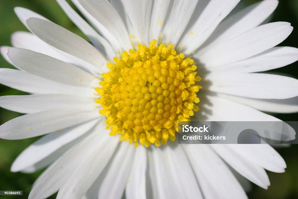 White and yellow bloom  Blossom Stock Photo