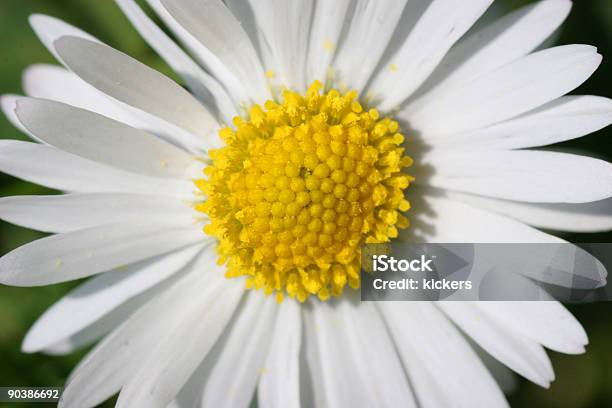 White And Yellow Bloom Stock Photo - Download Image Now - Blossom, Circle, Close To