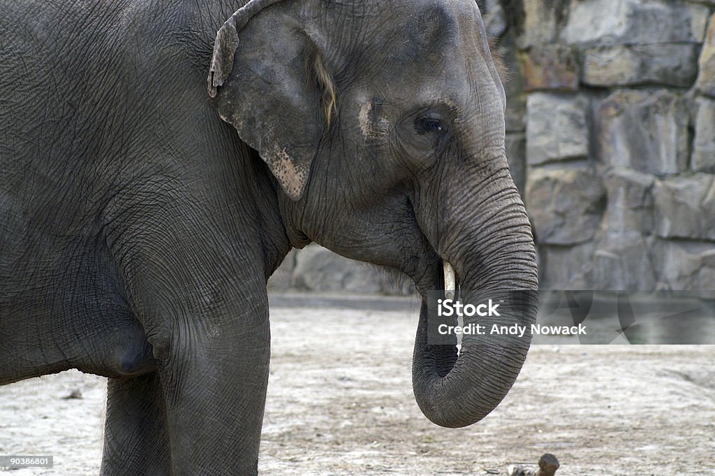 Elefante indio retrato - Foto de stock de Animal libre de derechos