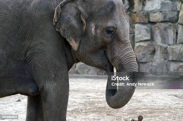 Elefante Indio Retrato Foto de stock y más banco de imágenes de Animal - Animal, Animales salvajes, Arrugados