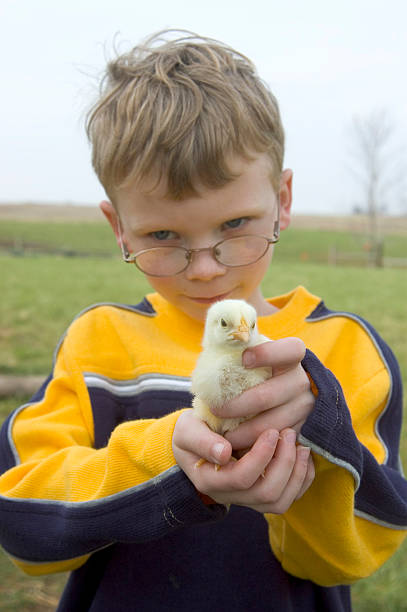 istock Young boy holds a baby chick 01 (bird sharp) 90386877