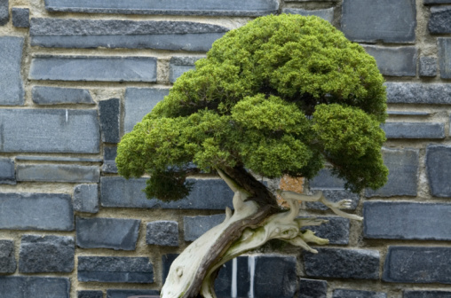 An isolate bonsai tree pot