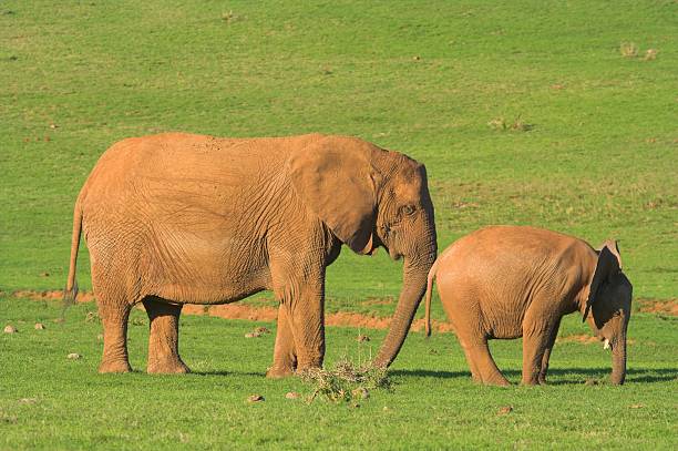 ignorier dieses erinnerungsschreiben bitte einfach-anstehendes projekt - addo south africa southern africa africa stock-fotos und bilder