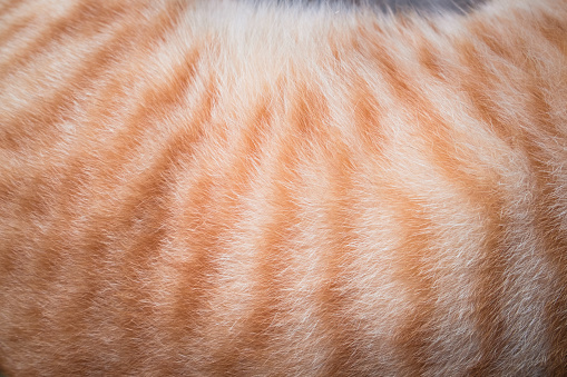 A portrait captures the beauty of a striped cat as it lies on the floor, with a blurred background adding depth to the image.