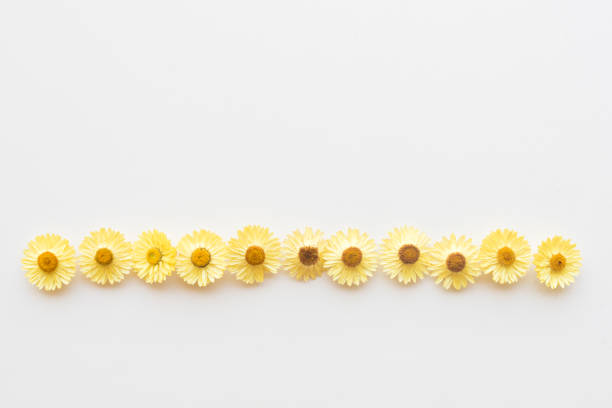 istock Yellow dried daisies in a row from above 903872914