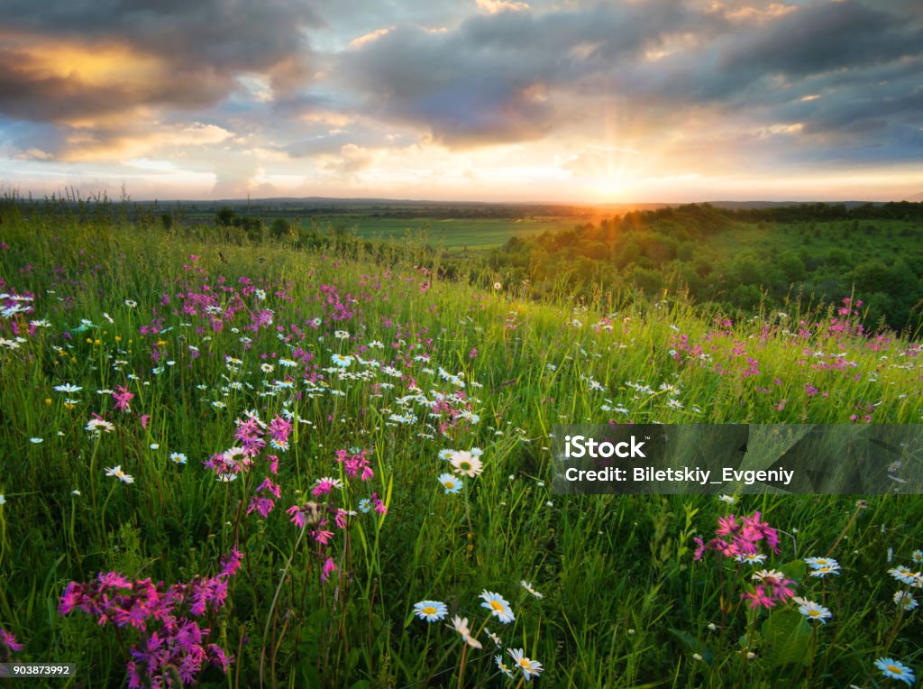 Flowers on the mountain field during sunrise. Beautiful natural landscape in the summer time Meadow Stock Photo