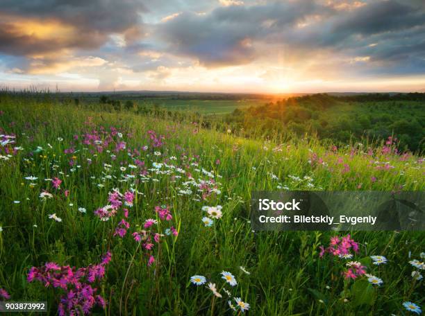 Flowers On The Mountain Field During Sunrise Beautiful Natural Landscape In The Summer Time Stock Photo - Download Image Now
