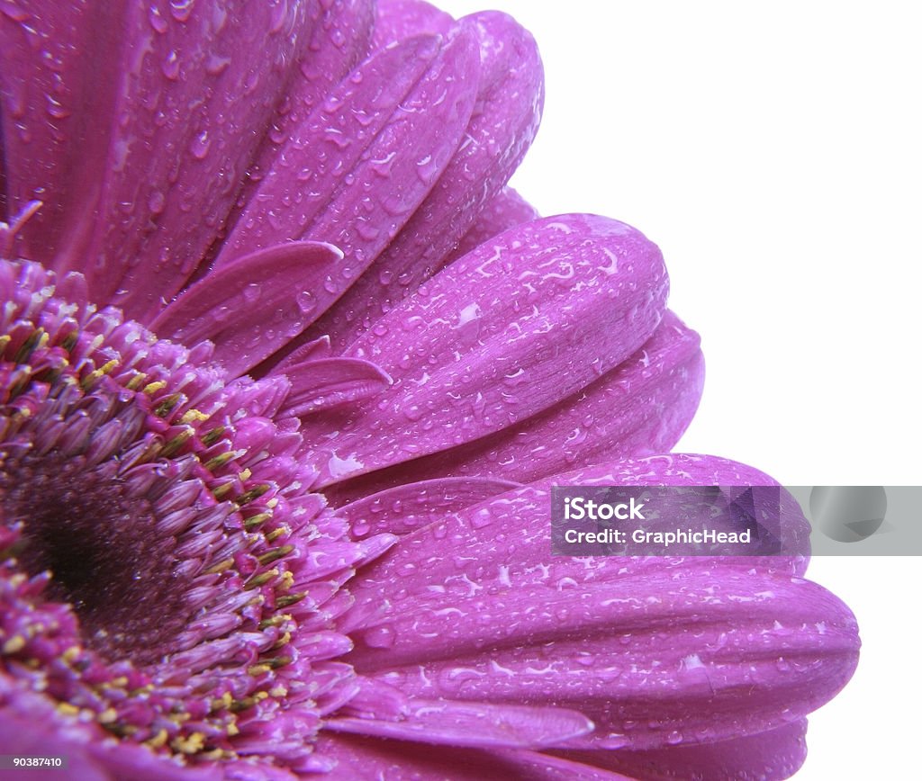 Gerbera con rocío - Foto de stock de Abril libre de derechos