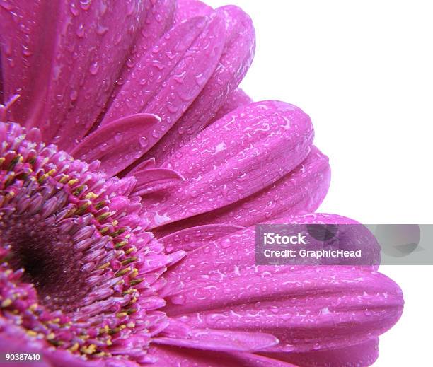 Gerbera Con Rocío Foto de stock y más banco de imágenes de Abril - Abril, Adulto, Aniversario