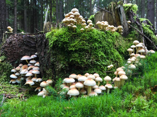 istock Group of white mushrooms growing on the tree stump inside the natural forest 903874368