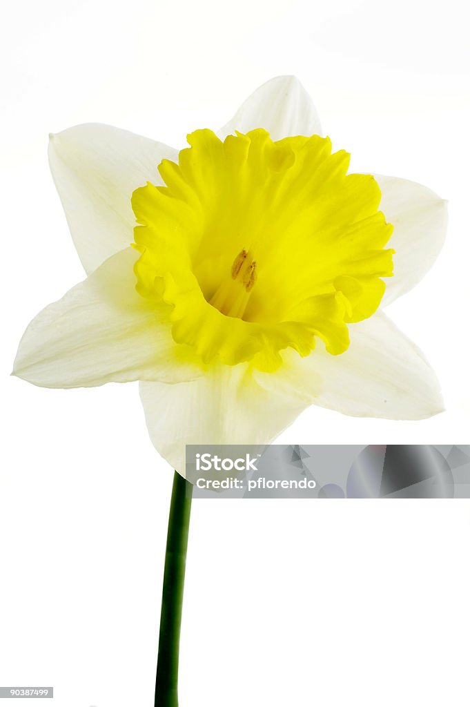 대포딜 2 - 로열티 프리 꽃-식물 스톡 사진