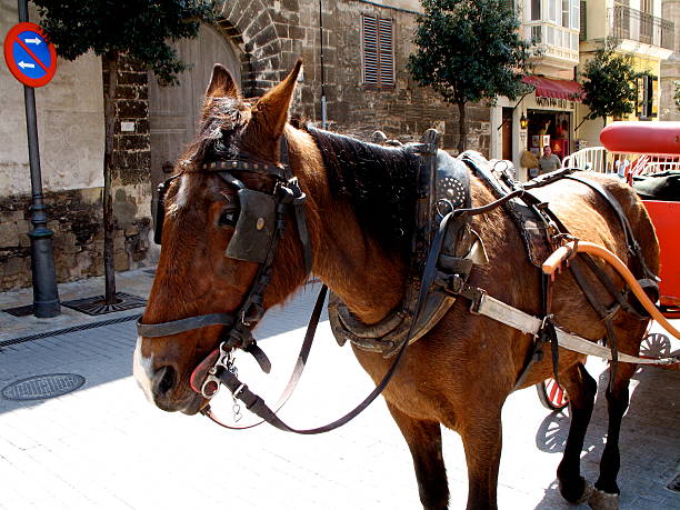 Carriage Horse in Palma, Mallorca stock photo