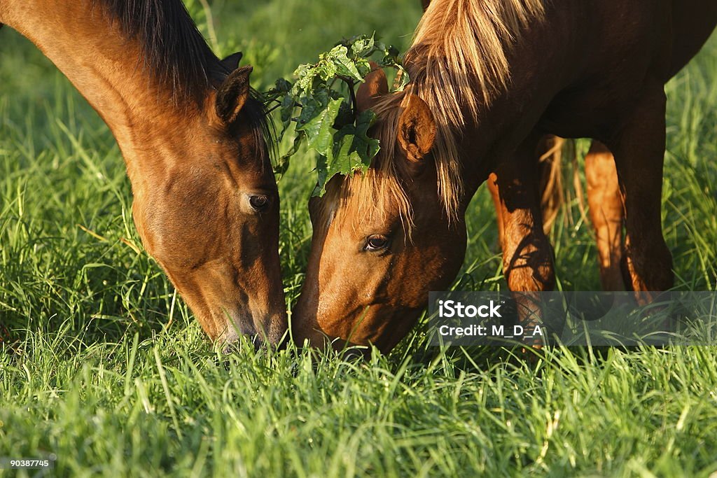 Kissing under the misletoe Two horses "kissing under the mistletoe" Agricultural Field Stock Photo