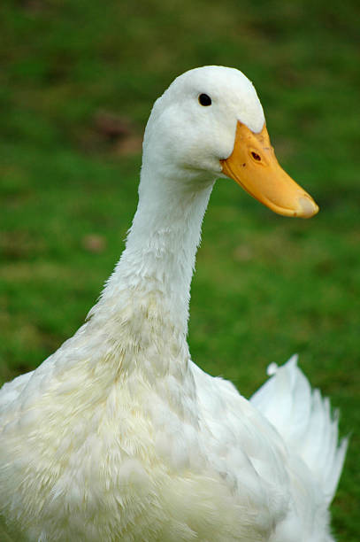 istock domestic duck, Anas platyrhynchos 90387957